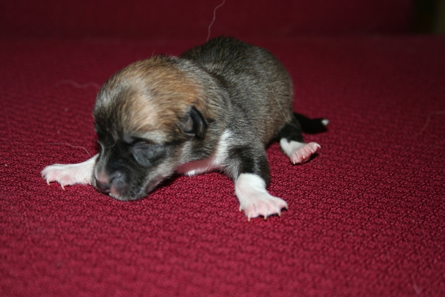 Puppies